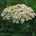 Sorbus wilsoniana