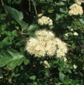 Sorbus borbasii