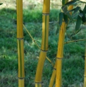 Phyllostachys aureosulcata 'Spectabilis'