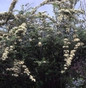 Spiraea canescens