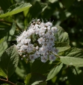 Spiraea fritschiana CBKR1357 