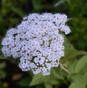 Spiraea hayatana 