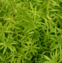Spiraea thunbergii 'Ogon'