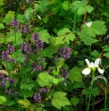 Stachys monnieri 'Hummelo' 