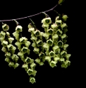 Stachyurus chinensis