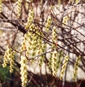 Stachyurus praecox
