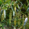 Stachyurus salicifolius