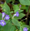 Strobilanthes sp. 'Népal'