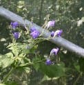 Strobilanthes 'Blue Lips'