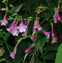 Strobilanthes flaccidifolius