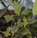 Strobilanthes flexicaulis BSWJ354