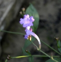 Strobilanthes 'Himachal Pradesh'