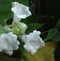 Strobilanthes nutans