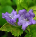 Strobilanthes oligantha