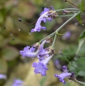 Strobilanthes penstemonoides