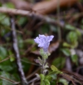 Strobilanthes rankanensis 'Marbled form' CMBTW1484