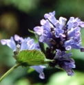 Nepeta subsessilis 