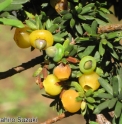 Taxus cuspidata f.luteobaccata