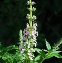 Teucrium canadense 