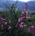 Thalictrum delavayi