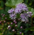 Thalictrum actaeifolium