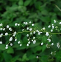 Thalictrum delavayi 'Album'