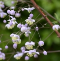 Thalictrum delavayi 'Ankum'