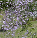 Thalictrum delavayi 'Splendide'