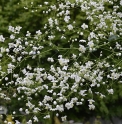 Thalictrum delavayi 'Splendide White'