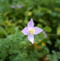 Thalictrum grandiflorum