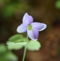 Thalictrum reniforme