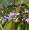 Thalictrum rochebrunianum var.grandisepalum