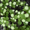 Thalictrum thalictroides 'Double Green'