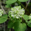 Thalictrum thalictroides 'Green Hurricane'