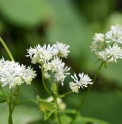 Thalictrum tuberiferum 