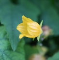 Thladiantha nudiflora CMBTW1760