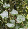 Tilia euchlora x mongolica