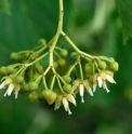 Tilia henryana