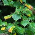 Tilia mongolica