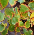 Tilia paucicostata