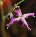 Epimedium 'Tokiwa Gozen'