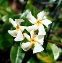 Trachelospermum asiaticum JP4600