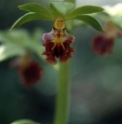 Calanthe tricarinata