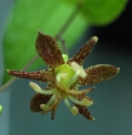 Tricyrtis puberula 