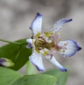 Tricyrtis 'Aoi'