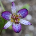 Tricyrtis 'Edenohana'