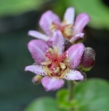 Tricyrtis formosana 'Daruma'