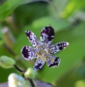 Tricyrtis hirta 'Fuji no Yuki'