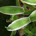 Tricyrtis hirta 'Variegata'