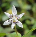 Tricyrtis 'Ikura' 